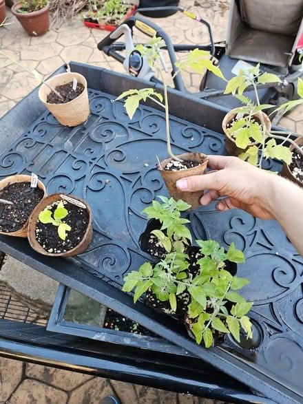 Photo of free tomato plants (Dunning, Chicago) #3