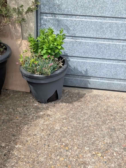 Photo of free Garden plants (Enfield EN3) #2