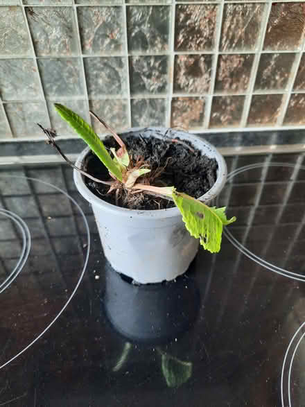 Photo of free Persicaria cutting plant now (Morden SM4) #2