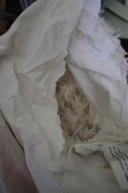 Photo of free Cushions/Pillows (dorchester DT1) #2