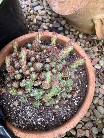 Photo of free Large sempervivum in pot (Law DD3) #1