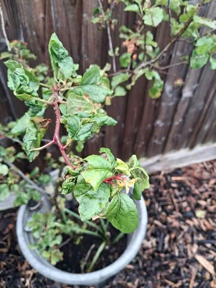 Photo of free Tree Saplings (Eyres Monsell Leicester LE2) #1