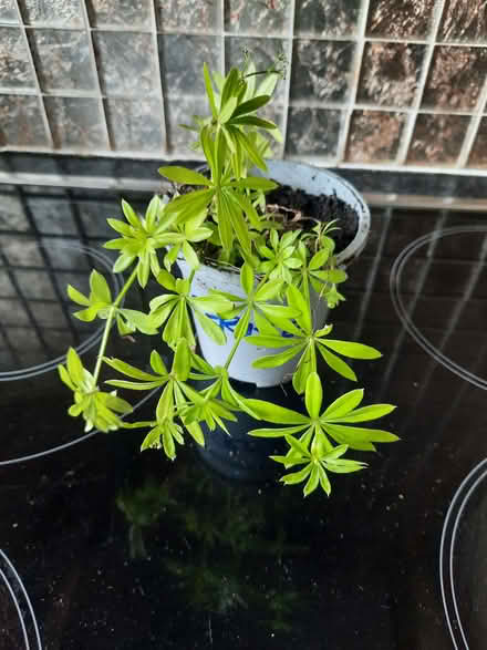 Photo of free Woodruff cutting (Morden SM4) #2