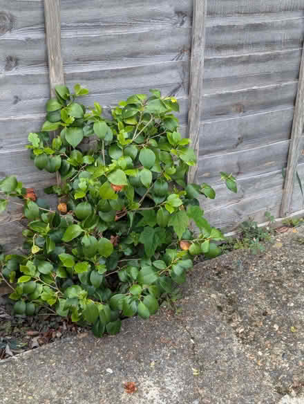 Photo of free Garden plants (Enfield EN3) #3