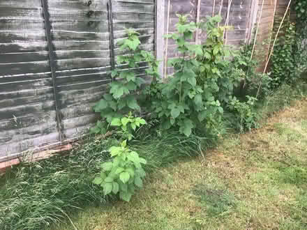 Photo of free Raspberry plants (Biggleswade) #1
