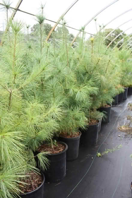 Photo of White Pine (Alta Vista) #1