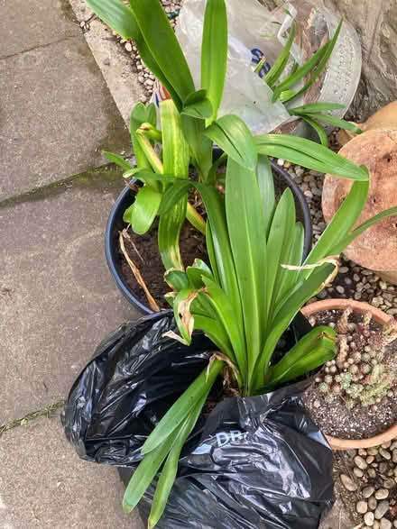 Photo of free Agapanthus (Law DD3) #1