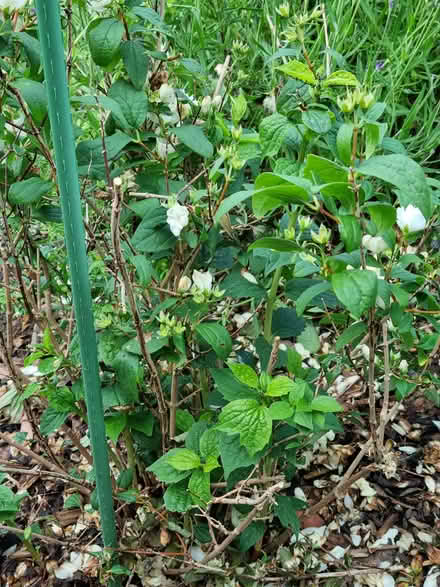 Photo of free Philadelphus Mock Orange (Fiveways Brighton) #1