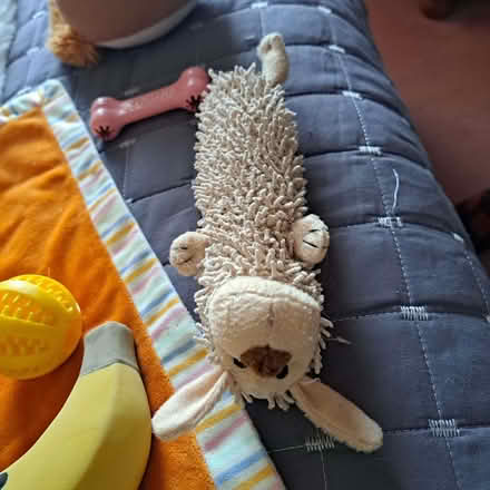 Photo of free Selection of doggy things (Charminster BH8) #2
