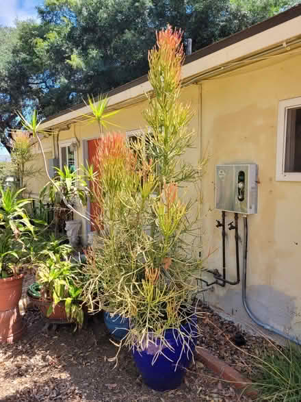 Photo of free 2 large potted Firesticks plants (San Marcos) #2