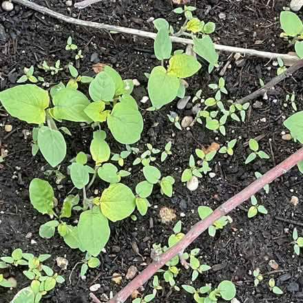 Photo of free Cape gooseberry plants (New Barnet EN4) #3