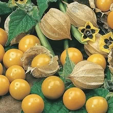 Photo of free Cape gooseberry plants (New Barnet EN4) #1