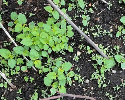Photo of free Cape gooseberry plants (New Barnet EN4) #4