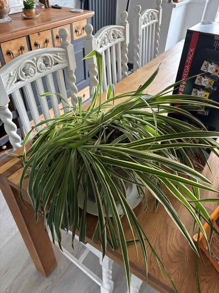 Photo of free Spider plant (Bridlington YO16) #1