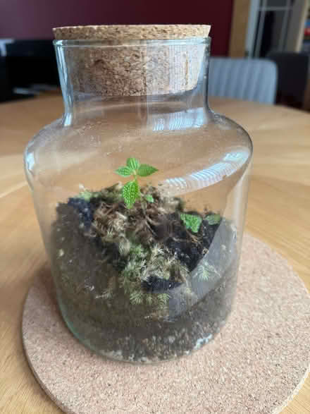 Photo of free Terrarium (Lower Earley RG6) #1