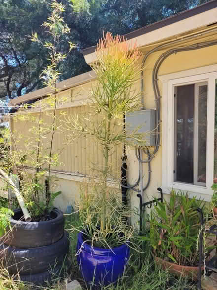 Photo of free 2 large potted Firesticks plants (San Marcos) #1