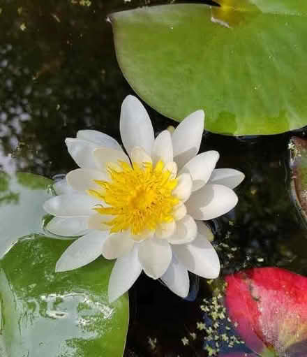 Photo of free Water lily plants, white/yellow, dwarf (allegedly) (Woosehill RG41) #1