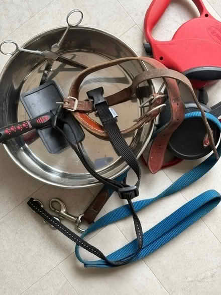 Photo of free Dog leads, collars and bowl (Chiswick W4) #1
