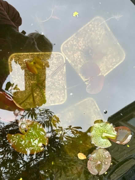 Photo of free Water lilies (Keighley) #2