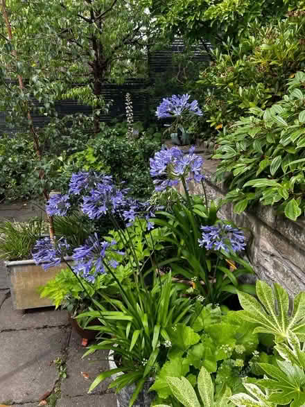 Photo of free Agapanthus (Law DD3) #2