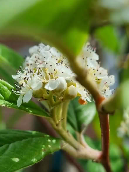 Photo of free Small Tree Cotoneaster Cornubia (Fiveways Brighton) #2