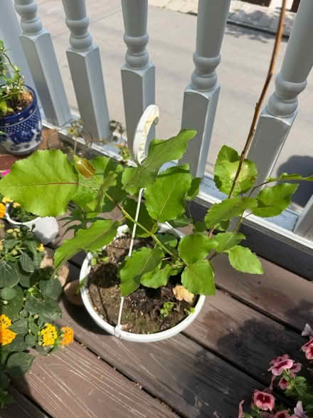 Photo of free baby northeastern cottonwood tree (Davis Sq) #1