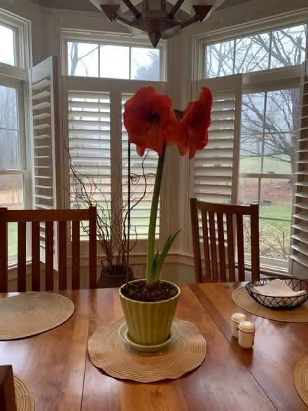 Photo of free Amaryllis Plant (Bolton, MA) #2