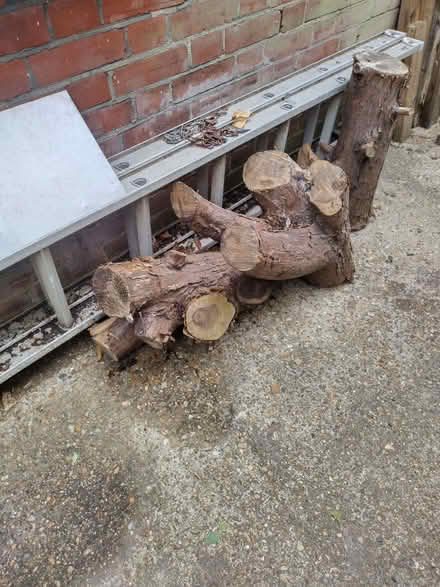 Photo of free Tree logs (Gidea Park RM2) #1