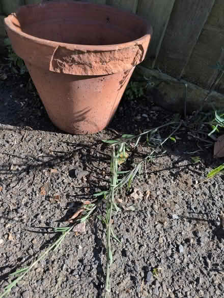Photo of free Terracotta pot (Honor oak) #2