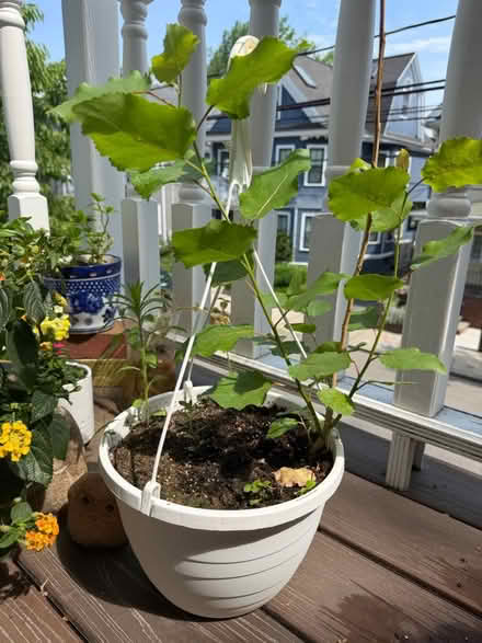 Photo of free baby northeastern cottonwood tree (Davis Sq) #2