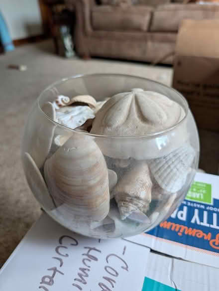 Photo of free Seashell bowl (Glen Burnie near GBHS.) #1