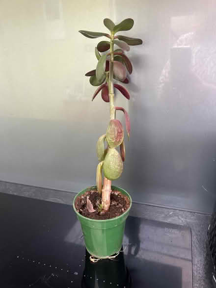 Photo of free Plant SOS 🛟 (Pagham PO21) #1