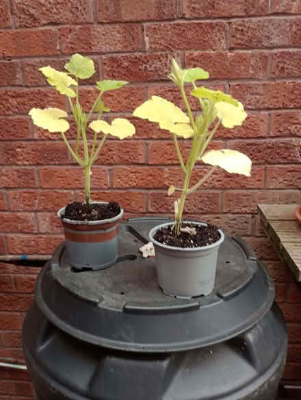Photo of free Pumpkin plants (Lower Earley RG6) #1