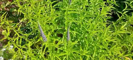 Photo of free Veronica longifolia plants (ST17 Baswich, Stafford) #1