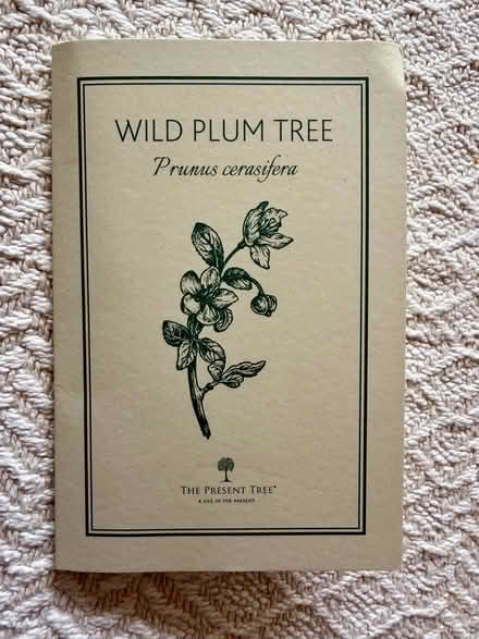 Photo of free Wild Plum Tree (bare root) Prunus cerasifera (Nunnery Wood WR5) #4