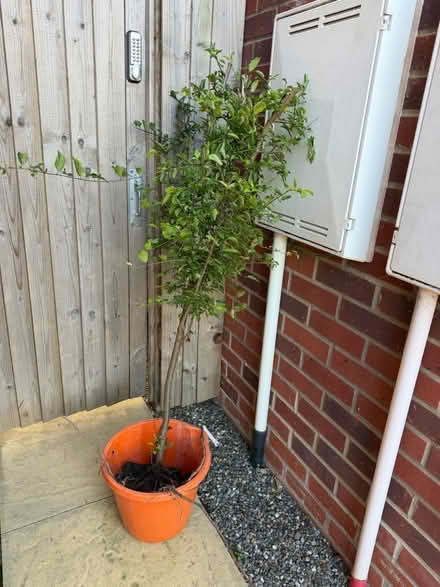 Photo of free Wild Plum Tree (bare root) Prunus cerasifera (Nunnery Wood WR5) #1