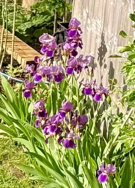 Photo of free Purple Iris Rhizones (Nunnery Wood WR5) #2