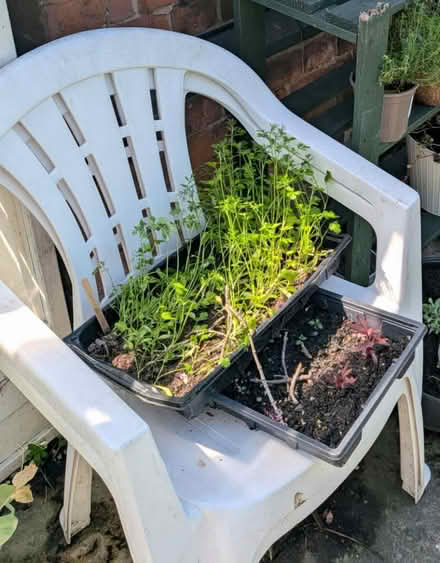 Photo of free 2 garden chairs (Burnage M19) #1