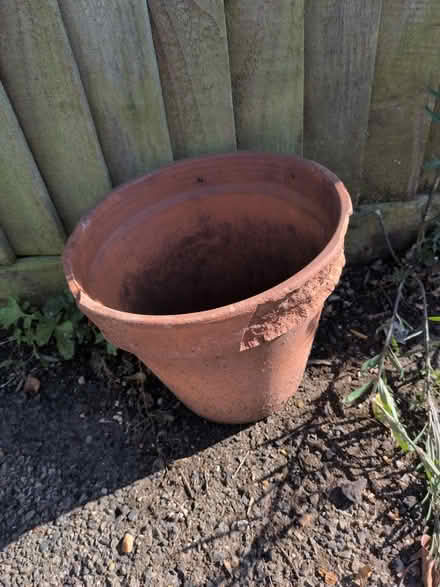 Photo of free Terracotta pot (Honor oak) #1