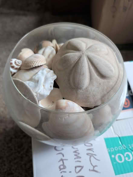 Photo of free Seashell bowl (Glen Burnie near GBHS.) #2