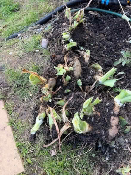 Photo of free Purple Iris Rhizones (Nunnery Wood WR5) #1