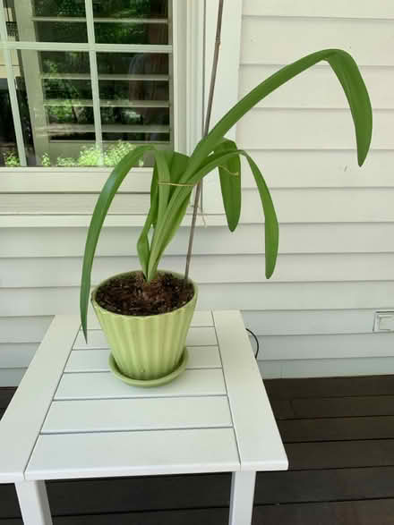 Photo of free Amaryllis Plant (Bolton, MA) #1