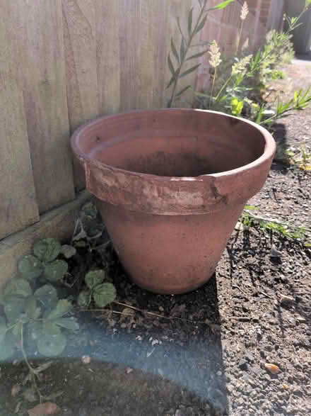 Photo of free Terracotta pot (Honor oak) #3