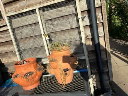Photo of free Strawberry pots (Steeple, CM0) #1