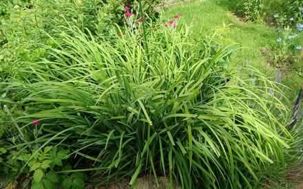 Photo of free Clumps of blue/purple iris (Bicester OX26) #1