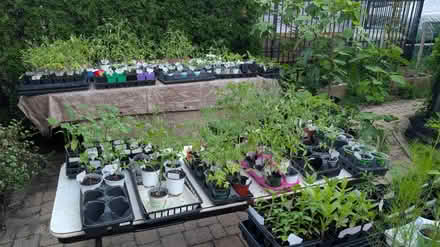 Photo of free Veg, Herb, Flower Seedlings (Near Downtown Downers Grove) #1