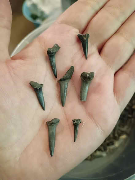 Photo of free Shark teeth fossils (St. Stephen's CT2) #2