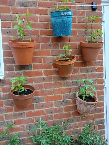 Photo of 8"/9" plastic flower pots (Portslade by Sea BN3) #1