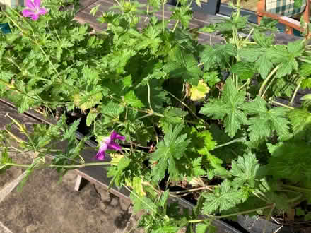 Photo of free Pink geranium plants (5 pots) (Headington OX3) #1