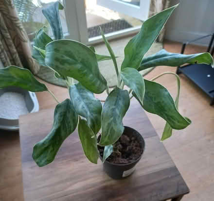 Photo of free Plant for rehoming (Didcot OX11) #1